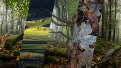 Forest stream with moss-covered logs and a tree trunk showing layered bark texture in misty woodland.