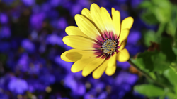 Yellow daisy with deep burgundy center stripes against a blurred background of purple flowers.