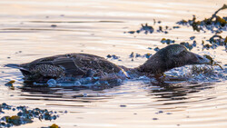 Two seals swimming in shallow water near a rocky shore with golden hour lighting.