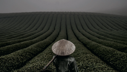 Person wearing conical hat standing centered in agricultural field with converging crop rows extending to horizon.