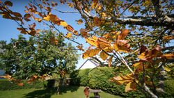 Autumn leaves in golden-orange tones frame a grassy garden landscape under clear blue sky.