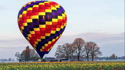 Colorful hot air balloon with red, yellow, purple, and blue diamond pattern floating above a tulip field at dawn.