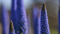 Sharp purple flower spikes in focus with blurred similar flowers receding in the background.