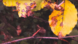 Yellow autumn leaves with burgundy fungal spots clustered on dark branches against a blurred background.