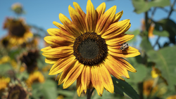 Sunflower with bright yellow petals and dark center, bee visible on right petal, additional sunflowers blurred in background.