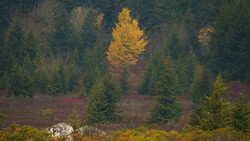 Mixed conifer and deciduous forest in autumn with a golden larch standing among evergreens.