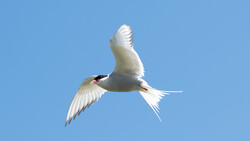 White tern in flight against clear blue sky, wings spread with tail feathers extended.