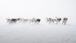 Dog sled team running through deep snow in whiteout conditions with minimal visibility.