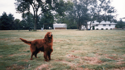 A brown dog standing in a grassy field with trees and farm buildings visible in the background.