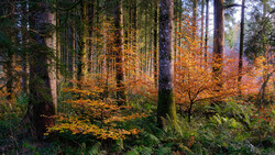 Dense forest in autumn with golden-brown understory foliage beneath tall evergreen trees.