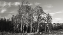 Birch trees with white bark standing in a field under a cloudy sky.