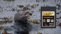 Otter in shallow water with an Exascend Essential memory card displayed beside it.
