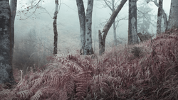 Misty forest with bare trees and rust-colored ferns in foreground.