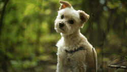 Small white and brown terrier-mix dog with curly fur standing in a leafy green forest setting.