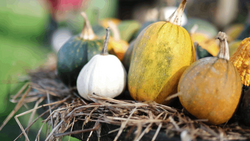 Assorted gourds and squashes in yellow, green, and white tones arranged on dried straw and grass.