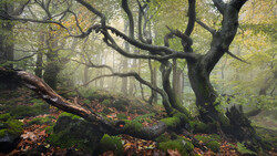 Gnarled tree with sprawling branches in misty forest surrounded by moss-covered logs and fallen leaves.