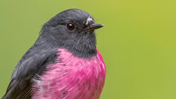 Small bird with dark gray head and bright pink breast against a green background.