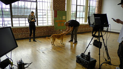 Behind-the-scenes view of a dog being filmed in a studio with professional video equipment and crew members.