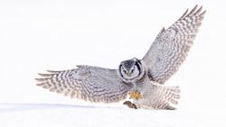 Northern Saw-whet Owl in flight against white background with wings spread wide.