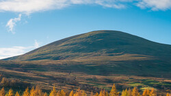 Rounded mountain slope with golden larch trees in foreground under blue sky with clouds.