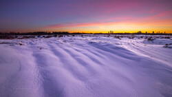 Snow-covered landscape at sunset with wind-sculpted drifts and evergreen trees silhouetted along the horizon.