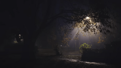Moody nighttime path illuminated by warm overhead light, with silhouetted trees and foliage framing the scene.