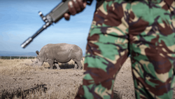 Armed ranger in camouflage uniform stands guard near a rhinoceros in an open field.