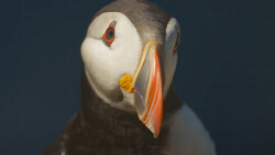 Close-up portrait of a puffin with white face, dark gray back, and distinctive orange beak against blue background.