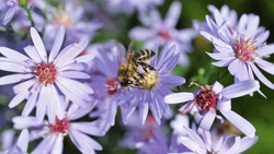 Bee collecting pollen from purple and white aster flowers in bright natural light.