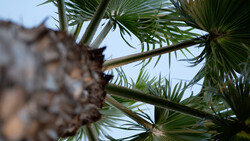Palm tree fronds and trunk shot from below against a bright sky, with selective focus on foreground leaves.