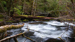 Flowing forest stream with silky water effect, fallen logs, and dense evergreen trees lining the banks.
