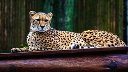 Cheetah resting on a wooden log with blurred green foliage in the background.