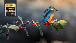 Kingfisher perched on berry-laden branch with SD card displayed in corner.