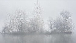Bare trees reflected in still water shrouded in heavy fog.