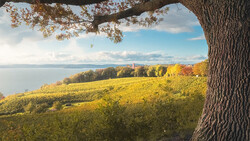 Gnarled tree trunk framing a sunlit vineyard sloping toward a calm lake under partly cloudy sky.