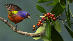 Colorful bird with purple head and orange-red plumage perched on a branch near red berries and green leaves.