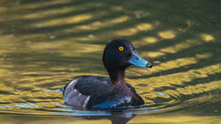 Dark-headed duck swimming in sunlit water with golden reflections and tree shadow patterns.