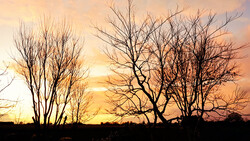 Silhouetted bare trees against a golden sunrise or sunset sky with warm orange and yellow hues.
