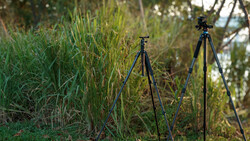 Two camera tripods set up in overgrown grass and reeds near trees.