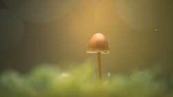 Single delicate mushroom with pale cap standing in soft-focused green moss and foliage.
