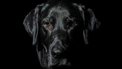 Black Labrador Retriever's head against a black background, with warm amber eyes gazing directly at the camera.