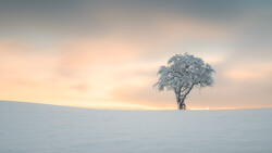 Solitary frost-covered tree standing in an expansive snowy landscape at dawn.