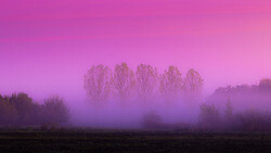 Bare trees emerging from dense fog in a purple-toned landscape at dawn or dusk.