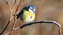 Blue tit perched on a thin branch with frost or lichen coating.