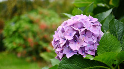 Purple hydrangea flower cluster with textured petals and bright green foliage in soft natural light.