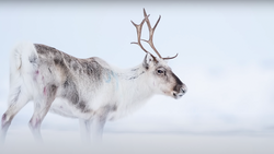 Reindeer with branching antlers standing in snow against an overcast sky.