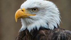Bald eagle head in profile with white plumage, golden beak, and piercing yellow eye against neutral background.