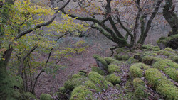 Moss-covered boulders and gnarled tree trunks in a misty forest with muted purple and green tones.