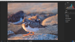 Shorebird with mottled brown plumage standing on sandy beach in golden hour light.