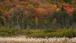 Forest landscape with white wildflowers in foreground and autumn foliage in background.